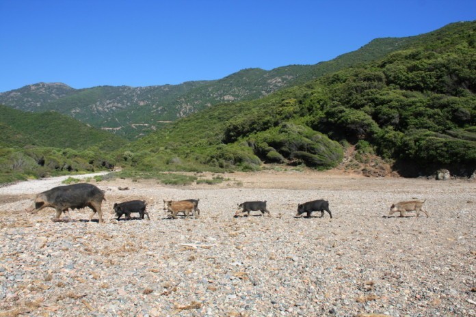 Wildschweine auf Korsika